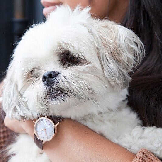 Rose Gold & Brown Watch